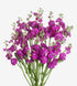 Chanter Hot Pink_10s