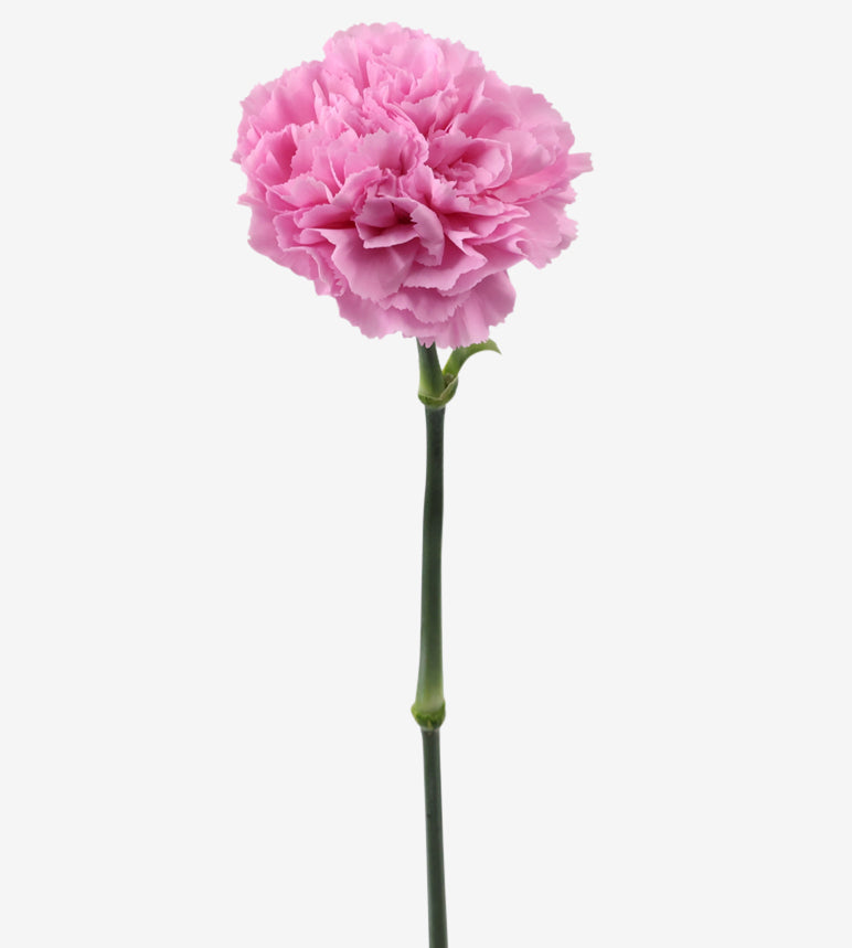 Dianthus Clearwater_10s Fresh Flowers From Growers APCOTA