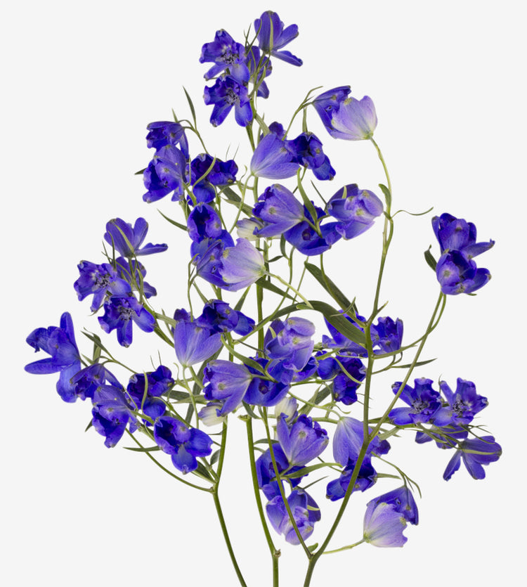 Delphinium Blue_10s