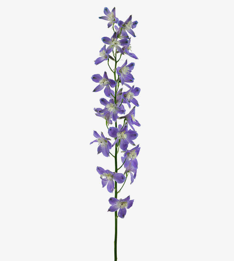 Delphinium Trick Lavender_10s