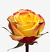 High & Yellow Magic_10s
