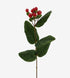 Hypericum Red_10s