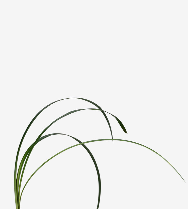 Lily Grass_10s