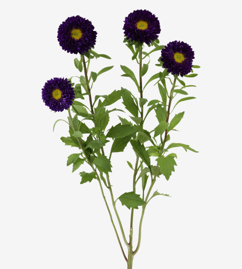 Matsumoto Aster Purple (Blue)_10s