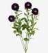 Matsumoto Aster Purple (Blue)_10s
