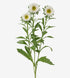 Matsumoto Aster White_10s