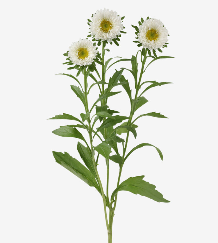 Matsumoto Aster White_10s