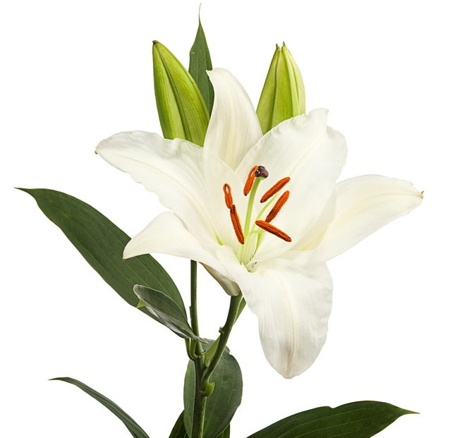 Lilium Oriental Lily Asterian_10s | Fresh Flowers From Growers – APCOTA