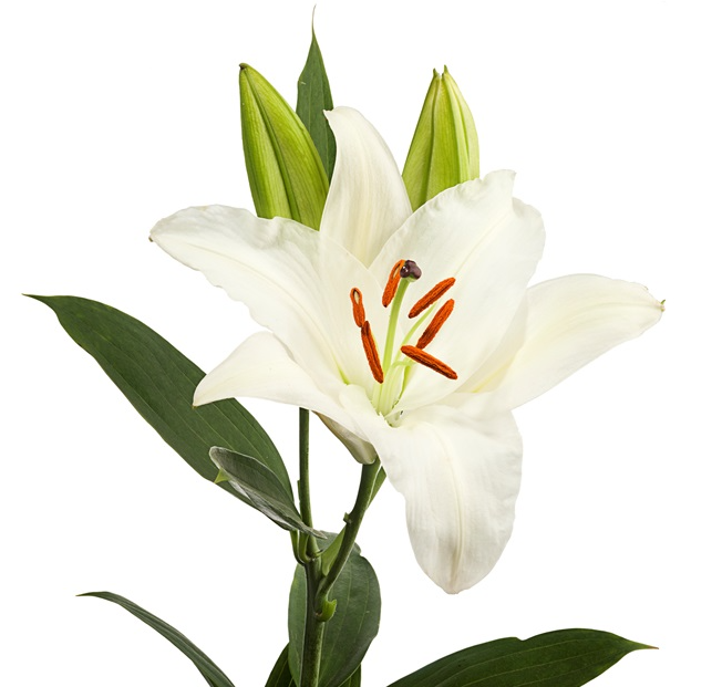 Oriental Lily Asterian_10s