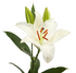 Oriental Lily Asterian_10s