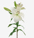Oriental Lily Premium Blond_10s