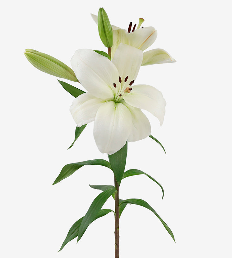 Oriental Lily Premium Blond_10s