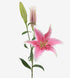 Oriental Lily Sorbonne_10s