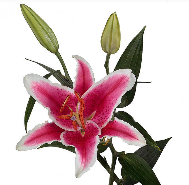 Oriental Lily Starfighter_10s