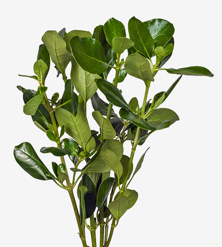 Pittosporum_10s