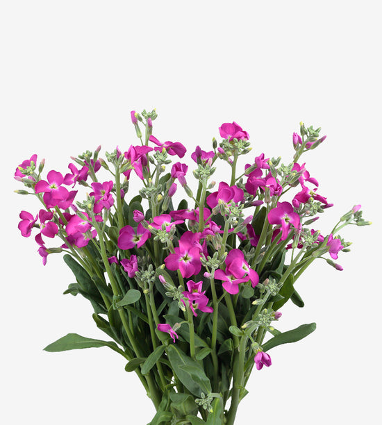 Starlette Hot Pink_10s