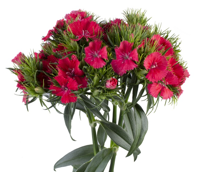 Sweet William Coral_10s