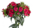 Sweet William Coral_10s