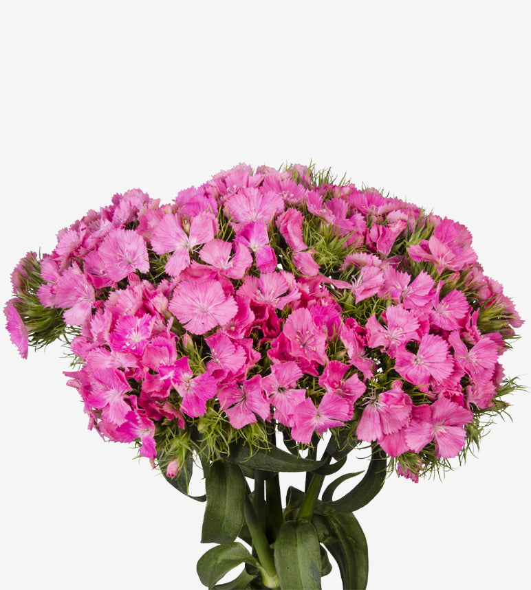 Sweet William Deep Pink Maxine_10s