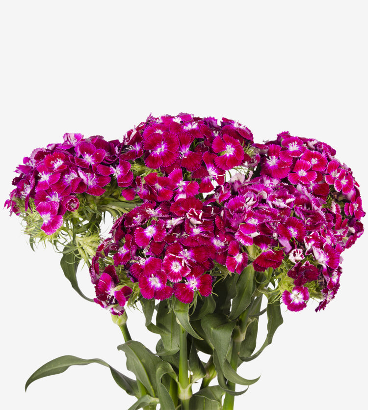 Sweet William Deep Purple_10s