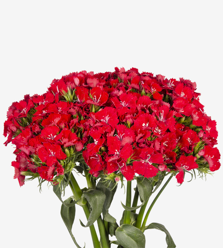 Sweet William Scarlet_10s