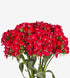 Sweet William Scarlet_10s